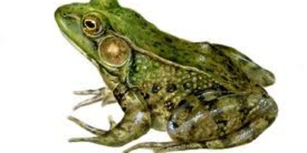Avoiding procrastination: about eating frogs and ‘frogology’