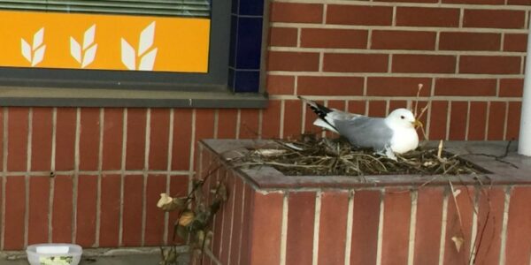 Sharing Sunday 27 May 2018: Getting Out of My Comfort Zone…Again